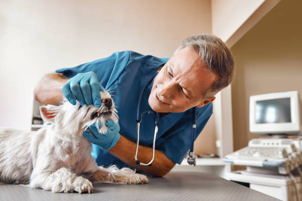 Best Weekend Emergency Dentist in Muhlenberg Rk, PA
